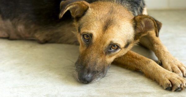 Κατάθλιψη σε σκύλους: Κατανοώντας την κατάθλιψη στους σκύλους