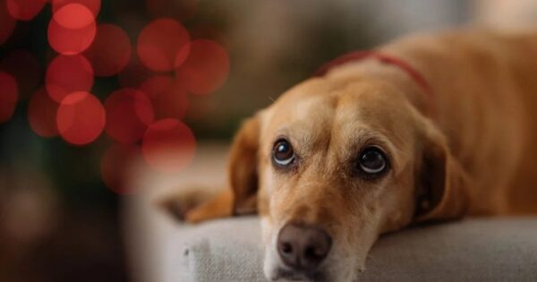 Παλεύετε για να βρείτε το καλύτερο δώρο; Δοκιμάστε μία από αυτές τις φοβερές δωρεές για σκύλους
