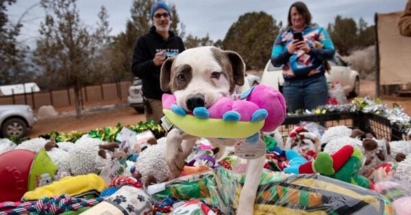Αυτά τα σκυλιά καταφυγίου διαλέγουν το αγαπημένο τους παιχνίδι από ένα έλκηθρο του Άι Βασίλη