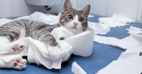 7 λόγοι που οι γάτες σάς ακολουθούν στο μπάνιο