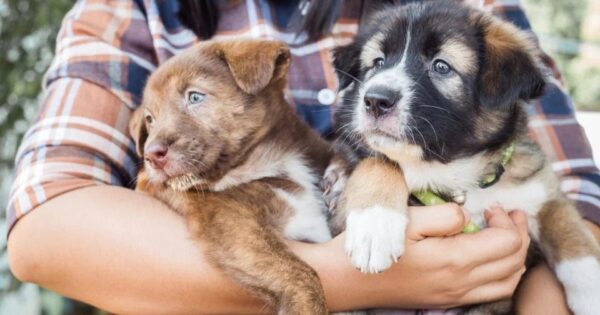 12 απαραίτητα δώρα για νέους ιδιοκτήτες σκύλων -και για τους σκύλους τους