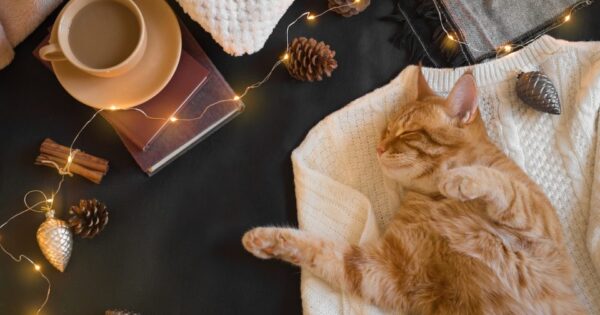 Τα αγαπημένα μας εορταστικά βιβλία για γάτες για διάβασμα τα Χριστούγεννα