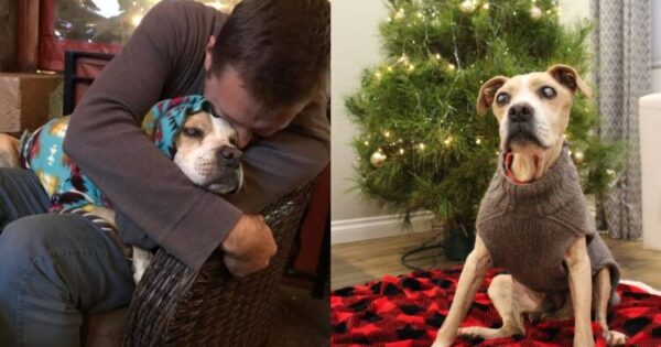 Τυφλό Γέρικο Σκυλί Εγκαταλείφθηκε Σε Χωματερή Επειδή Γέρασε Και Αρρώστησε