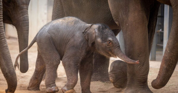 26 χρονη μητέρα ελέφαντας γιορτάζει τη γέννηση του τέταρτου παιδιού της ένα χρόνο αφού έγινε viral ο υπέρηχός του