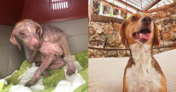 Ο Σκύλος Διασώθηκε Από Τους Δρόμους Μετά Από Σκληρή Κακοποίηση Δεν Μπορεί Να Πιστέψει Τη Ζωή Που Έχει Τώρα