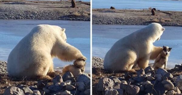 Πολική Αρκούδα Συναντά Έναν Σκύλο Και Προτιμά Αντί Να Του Επιτεθεί, Να Τον Χαϊδέψει