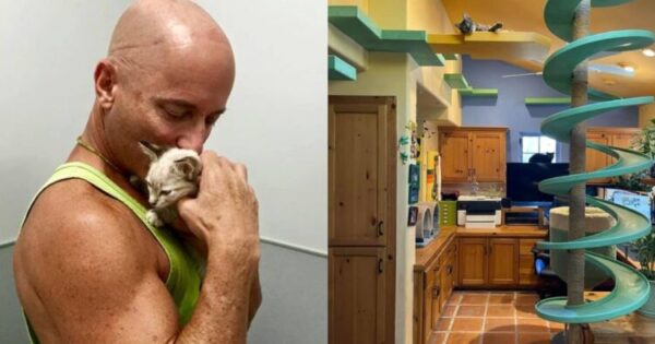 Παράδεισος Για Γάτες: Άνδρας Δημιουργεί Έναν Χώρο Που Λατρεύουν Όλες Οι Γάτες