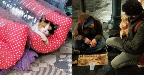 Γυναίκα Στην Τουρκία Φτιάχνει Σπιτάκια Για Αδέσποτες Γάτες Για Να Μην Κρυώνουν Τον Χειμώνα