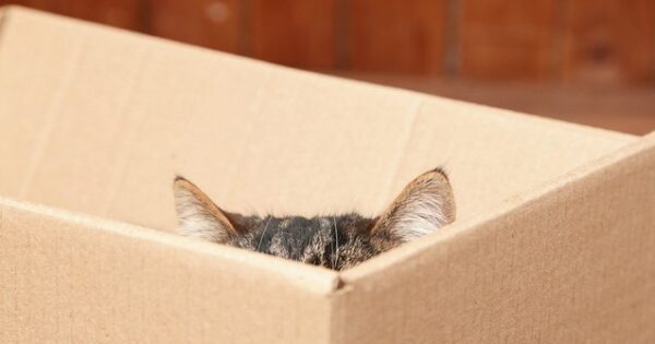 Γιατί στις γάτες αρέσουν τα κουτιά;